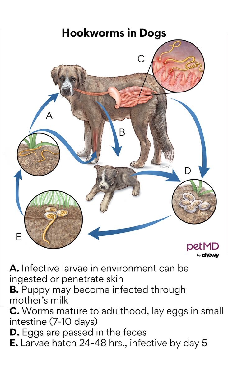 Can You See Round Worms In Dogs Poop   Hookworms In Dogs 